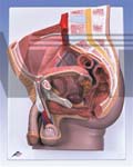 Male Pelvis Model, 2-Part